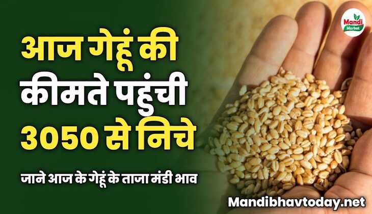 गेहूं की कीमते पहुंची 3050 से भी निचे | जाने आज के गेहूं के ताजा मंडी भाव
