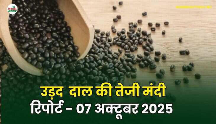 उड़द दाल की तेजी मंदी रिपोर्ट - 07 अक्टूबर 2025