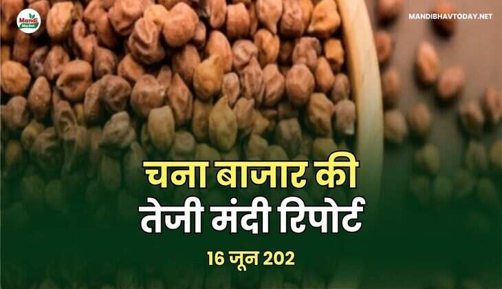 चना बाजार की तेजी मंदी रिपोर्ट -16 जून  202