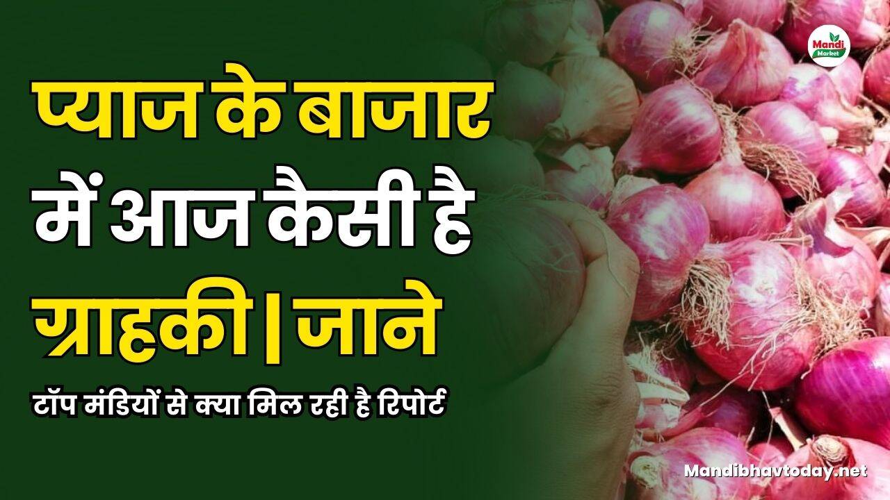 प्याज के बाजार में आज कैसी है ग्राहकी | जाने टॉप मंडियों से क्या मिल रही है रिपोर्ट