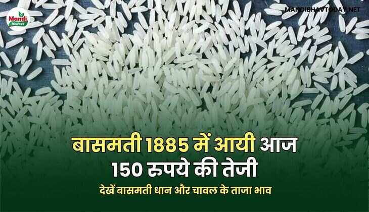  देखें बासमती धान और चावल के ताजा भाव