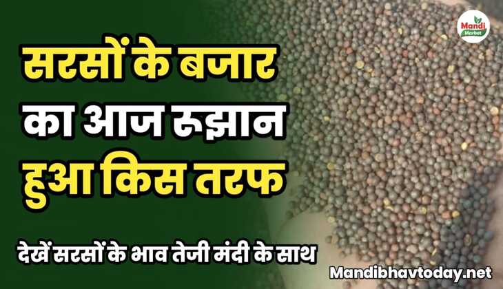 सरसों के बजार का आज रूझान हुआ किस तरफ | देखें सरसों के भाव तेजी मंदी के साथ