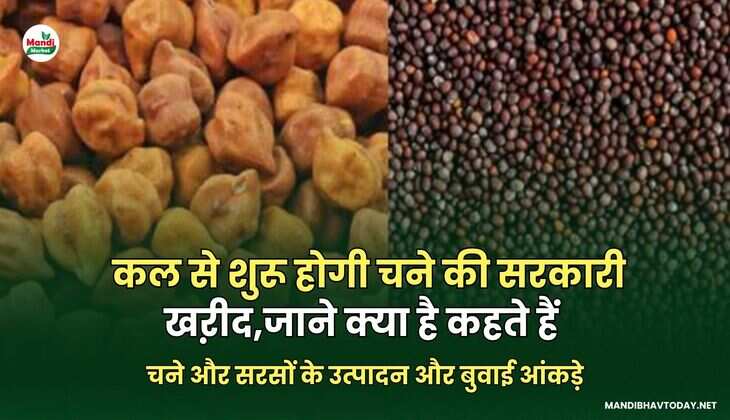 चने और सरसों के उत्पादन और बुवाई आंकड़े