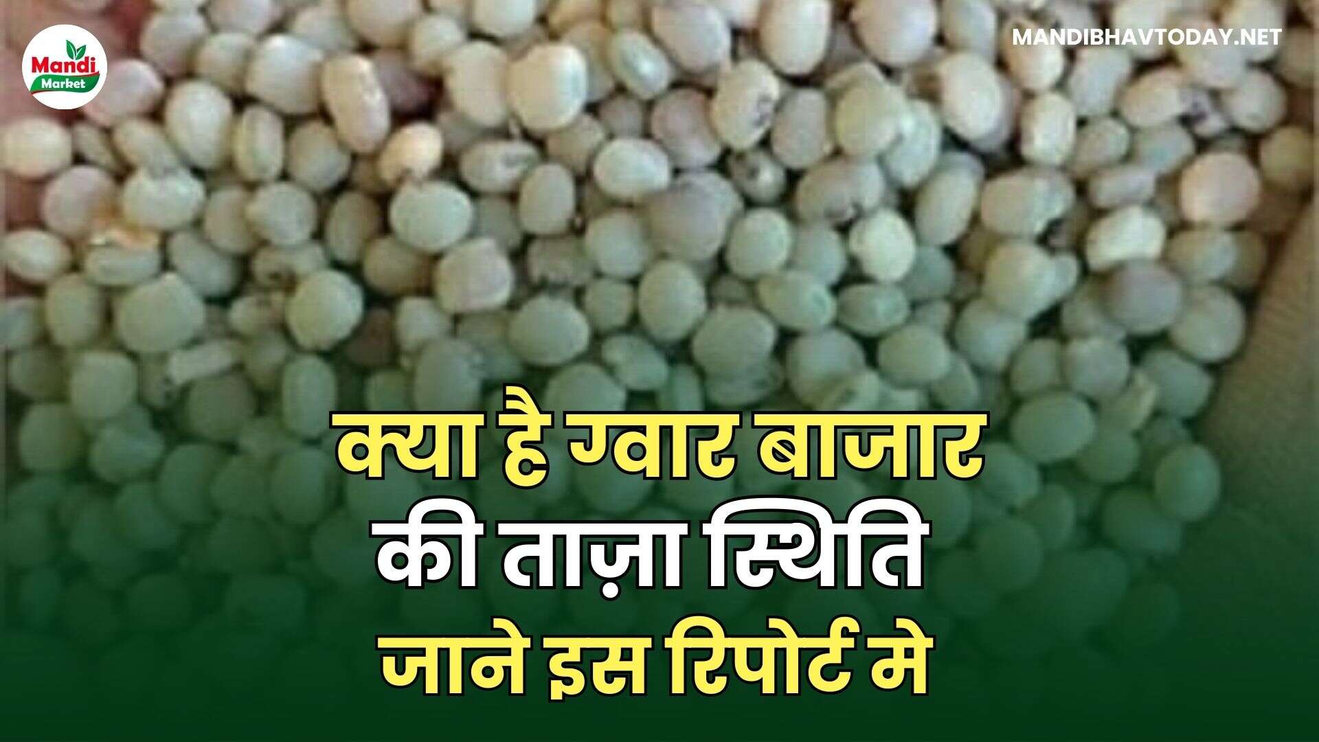क्या है ग्वार बाजार की ताज़ा स्थिति | जाने इस रिपोर्ट मे
