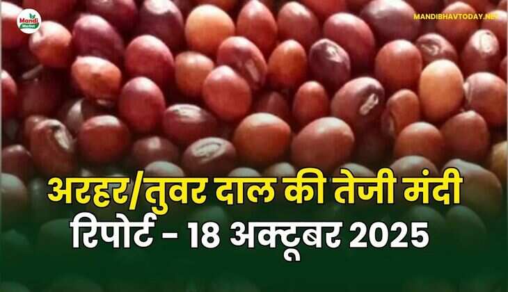  अरहर /तुवर  दाल की तेजी मंदी रिपोर्ट -  18 अक्टूबर 2025