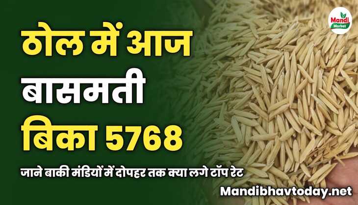ठोल में आज बासमती बिका 5768 | जाने बाकी मंडियों में दोपहर तक क्या लगे टॉप रेट