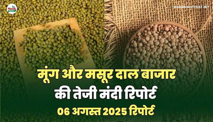मसूर और मूंग  दाल की तेजी मंदी रिपोर्ट -06 अगस्त 2025