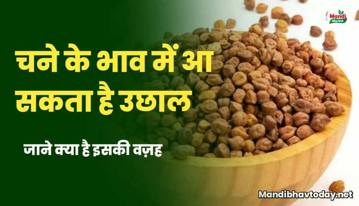 500 रुपये तक बढ़ सकते हैं चने के रेट | देखें चने की तेजी मंदी रिपोर्ट