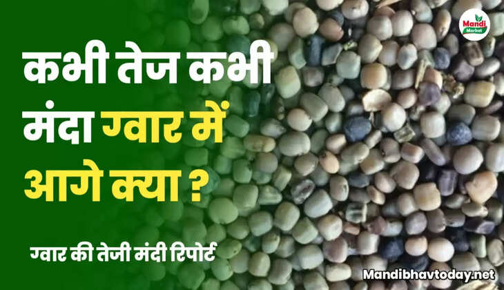 ग्वार में आगे क्या है उम्मीद | देखे ग्वार की तेजी मंदी रिपोर्ट 