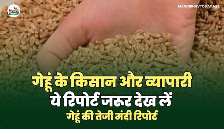 गेहूं की तेजी मंदी रिपोर्ट