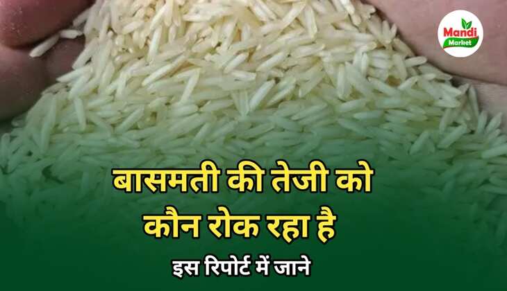 बासमती तेजी मंदी रिपोर्ट 