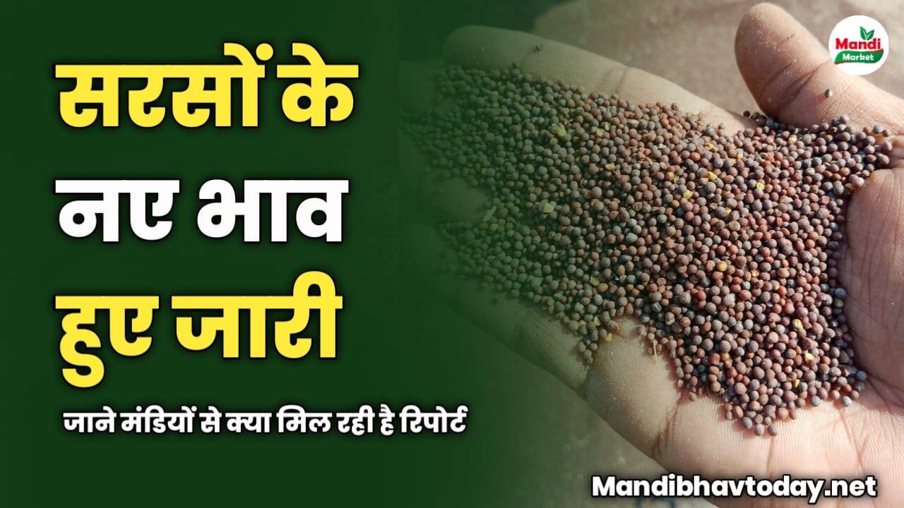 सरसों के नए भाव हुए जारी | जाने मंडियों से क्या मिल रही है रिपोर्ट
