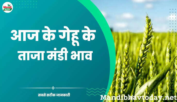 देखें आज के गेहूं/कनक के लाइव रेट wheat kanak gehu Live Rate Today 16 Novenber 22 