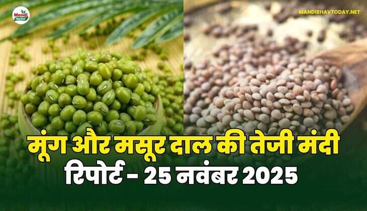 मूंग मसूर दाल की तेजी मंदी रिपोर्ट - 25  नवंबर 2025