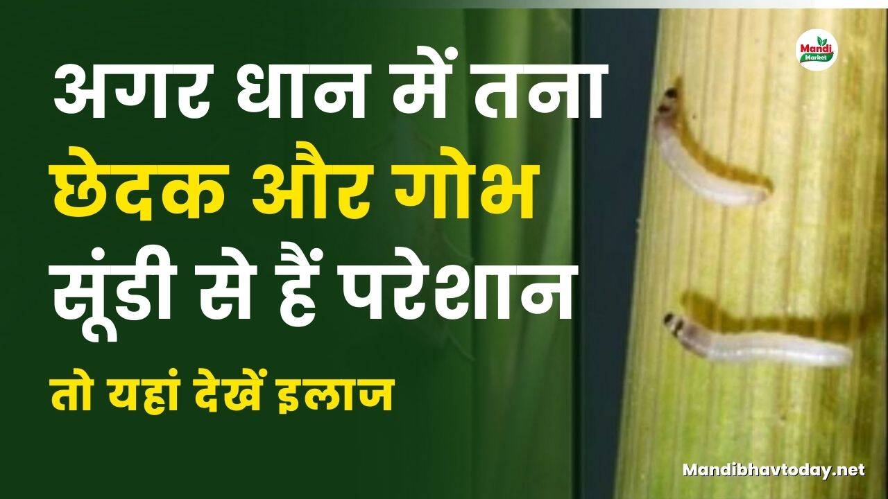 अगर धान में तना छेदक और गोभ सूंडी से हैं परेशान तो यहां देखें इलाज