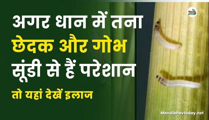 अगर धान में तना छेदक और गोभ सूंडी से हैं परेशान तो यहां देखें इलाज