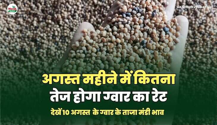 अगस्त महीने में कितना तेज होगा ग्वार का रेट