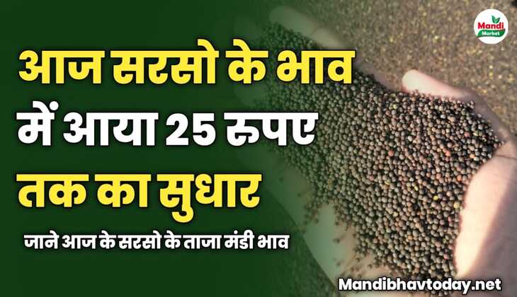 आज सरसो के भाव में आया 25 रुपए तक का सुधार | जाने आज के सरसो के ताजा मंडी भाव 