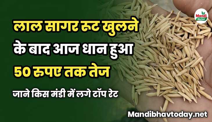 लाल सागर रूट खुलने के बाद आज धान हुआ 50 रुपये तेज | जाने किस मंडी में लगे टॉप रेट