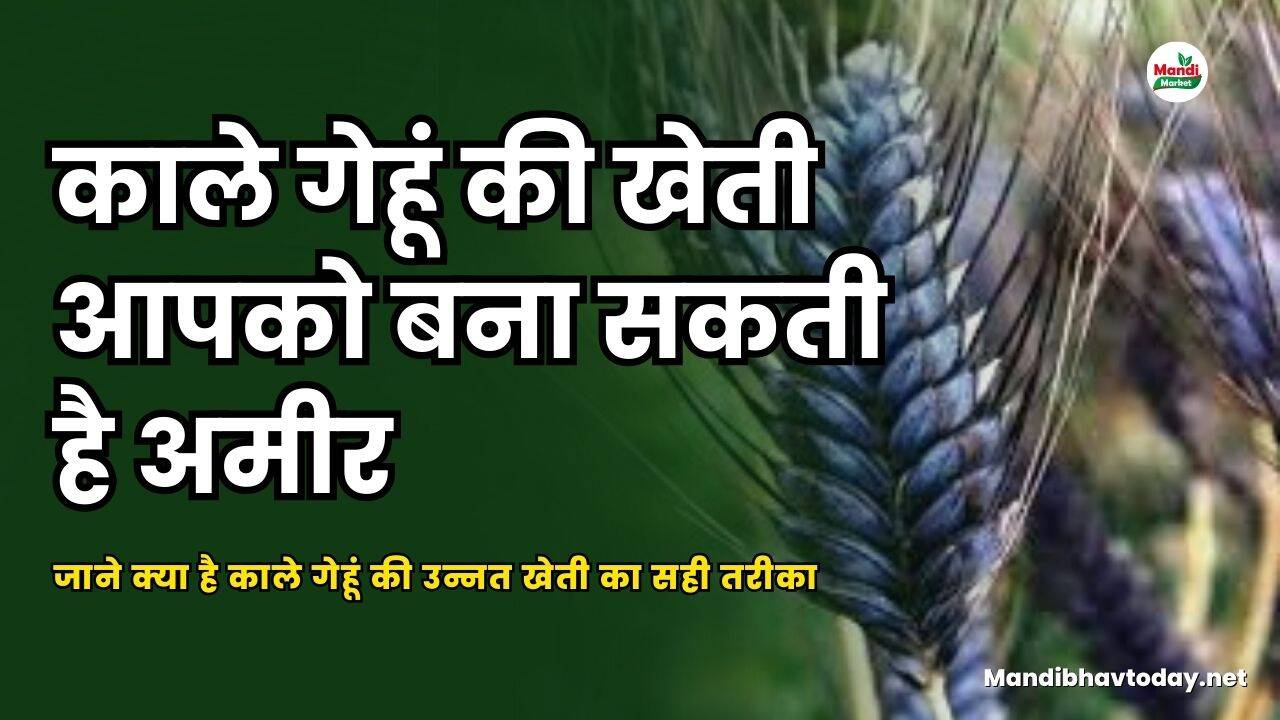 काले गेहूं की खेती आपको बना सकती है अमीर | जाने क्या है काले गेहूं की उन्नत खेती का सही तरीका