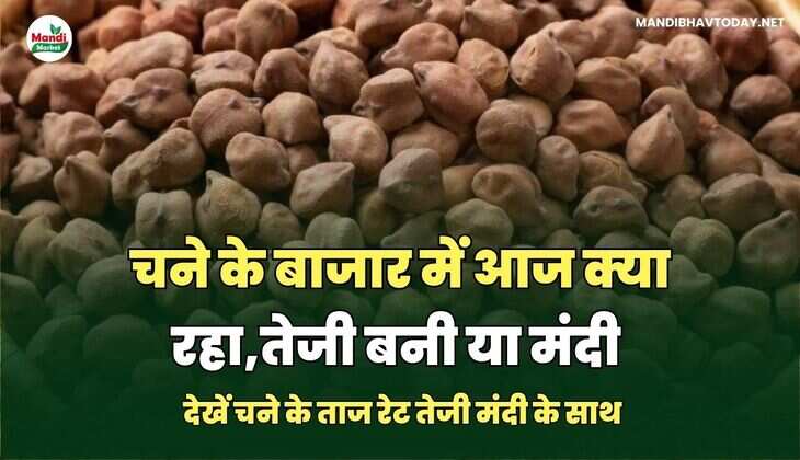  देखें चने के ताज रेट तेजी मंदी के साथ
