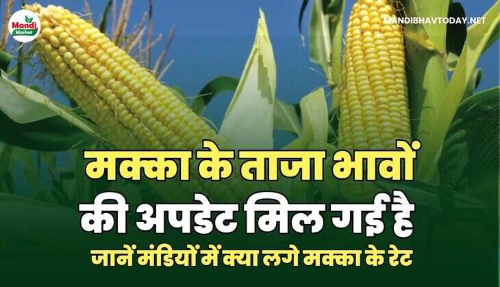  जानें मंडियों में क्या लगे मक्का के रेट