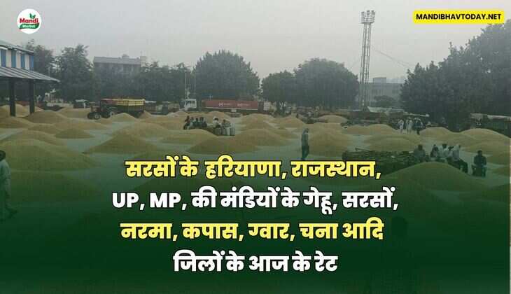 हरियाणा, राजस्थान, UP, MP, की मंडियों के गेहू, सरसों, नरमा, कपास, ग्वार, चना आदि | जिलों के आज के रेट 24 सितंबर 25 