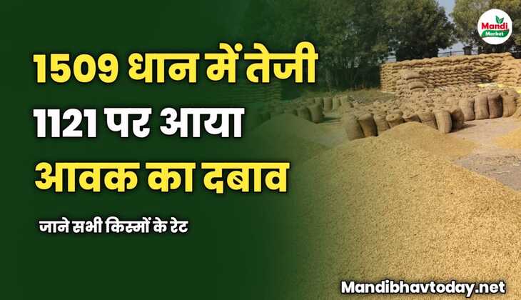 1509 धान में तेजी | 1121 पर आया आवक का दबाव | जाने सभी किस्मों के रेट