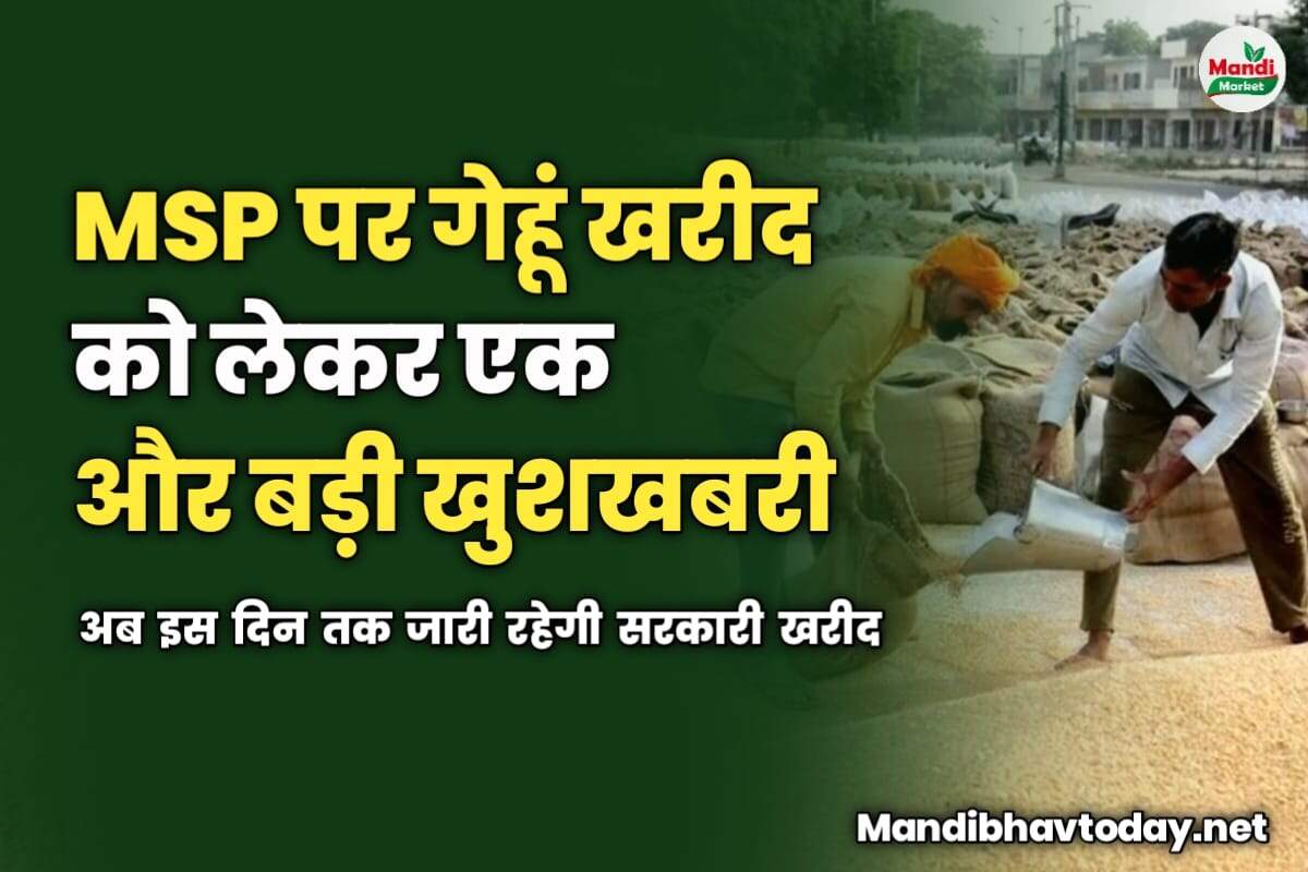 MSP पर गेहूं खरीद को लेकर एक और खुशखबरी | अब इस दिन तक जारी रहेगी सरकारी खरीद