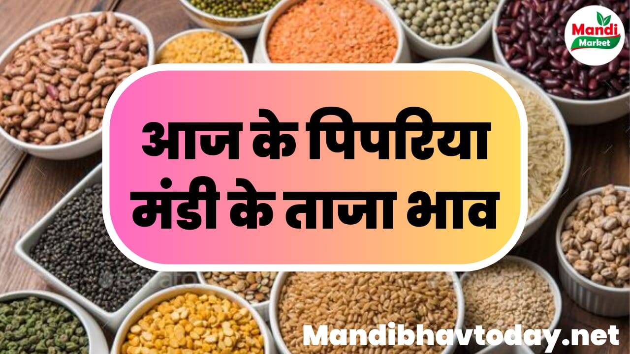 देखे आज के पिपरिया मंडी के ताजा मंडी भाव | pipriya mandi ke bhav 17 february 2024