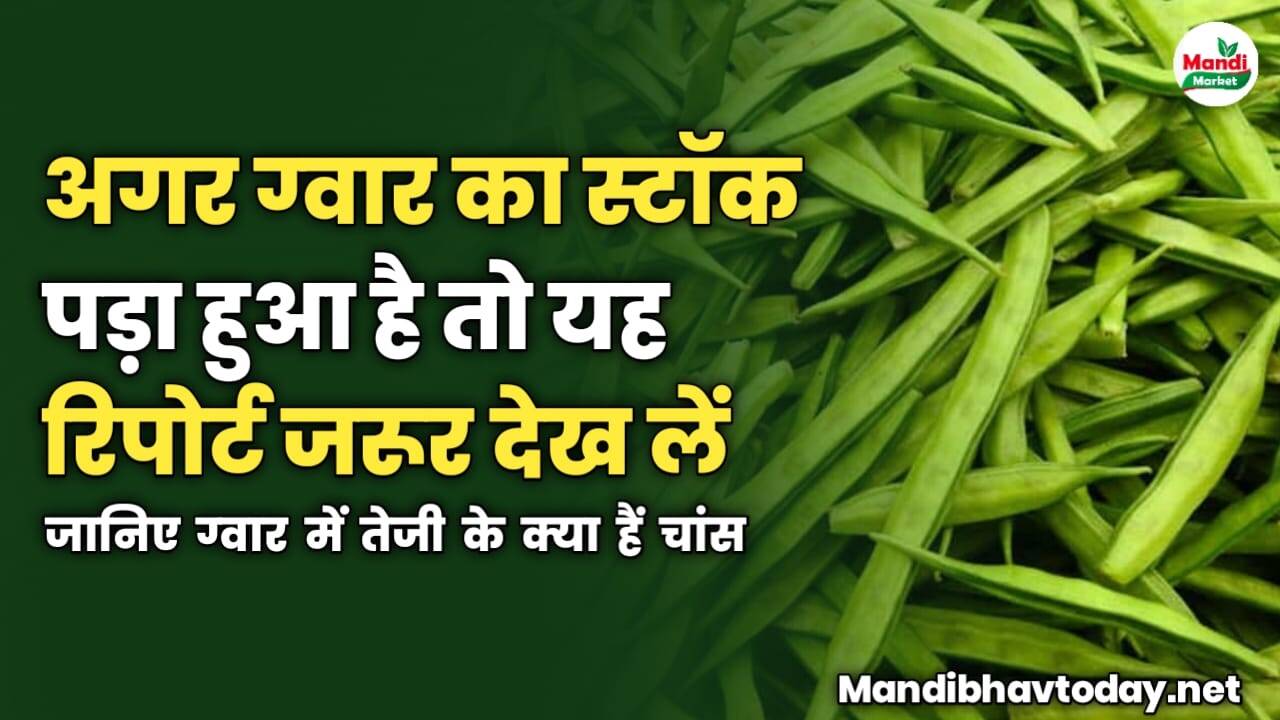 अगर ग्वार का स्टॉक पड़ा हुआ है तो यह रिपोर्ट जरूर देख लें | जानिए ग्वार में तेजी के क्या हैं चांस 