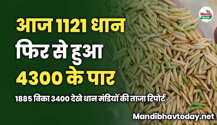 आज 1121 धान फिर से हुआ 4300 के पार | 1885 बिका 3400 देखे धान मंडियों की ताजा रिपोर्ट 
