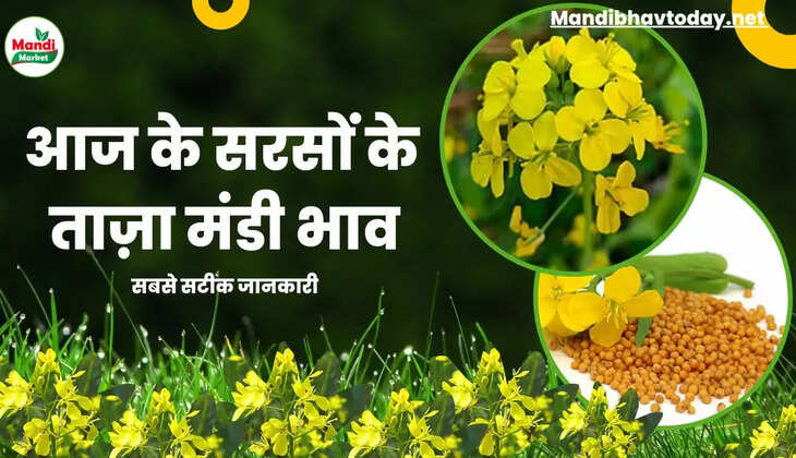 Sarso Live Rate Today 05 Nov 2022 