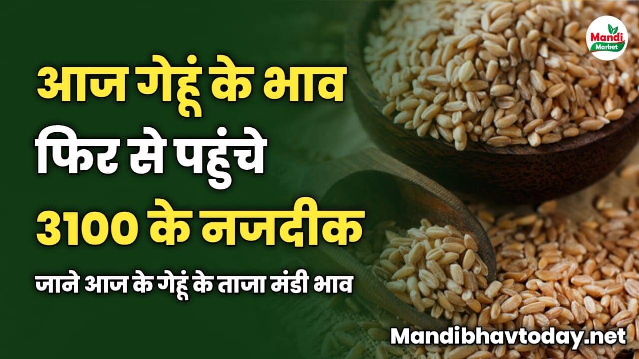 आज गेहूं के भाव फिर से पहुंचे 3100 के नजदीक | जाने आज के गेहूं के ताजा मंडी भाव 