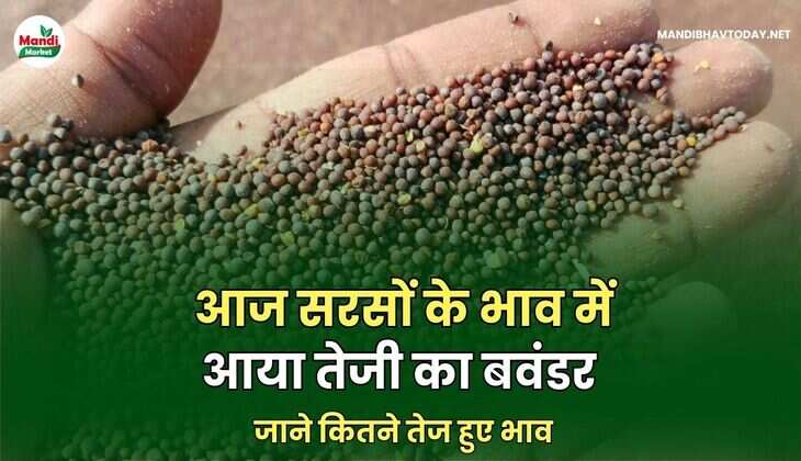 सरसों 