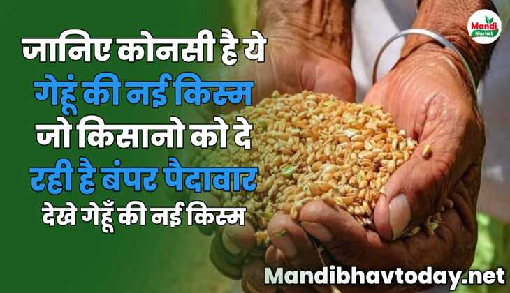 जानिए कोनसी है ये गेहूं की नई किस्म जो किसानो को दे रही है बंपर पैदावार | देखे गेहूँ की नई किस्म