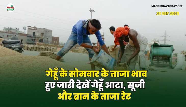 गेहूँ के सोमवार के ताजा भाव हुए जारी | देखें गेहूँ आटा, सूजी और ब्रान के ताजा रेट