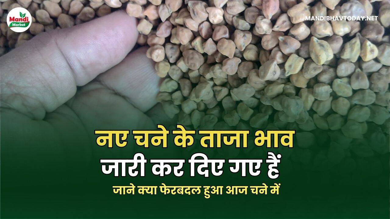 MANDIBHAVTODAY.NET