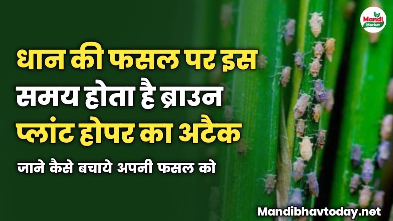 धान की फसल पर इस समय होता है ब्राउन प्लांट होपर का अटैक | जाने कैसे बचाये अपनी फसल को