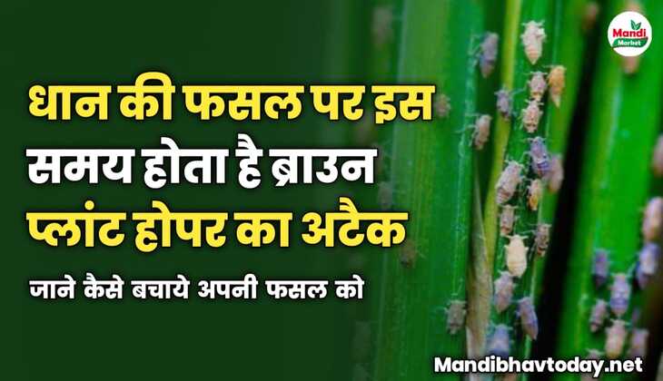 धान की फसल पर इस समय होता है ब्राउन प्लांट होपर का अटैक | जाने कैसे बचाये अपनी फसल को 