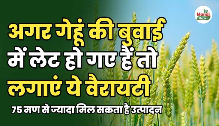 गेहूं बुवाई में लेट हो गए हैं तो बस ये किस्म लगा लो | मिलेगा 75 मण से ज्यादा उत्पादन