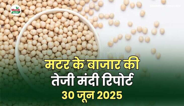 मटर की तेजी मंदी रिपोर्ट -30 जून 2025 