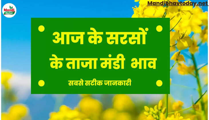 Sarso Live Rate Today 10 Oct 2022 