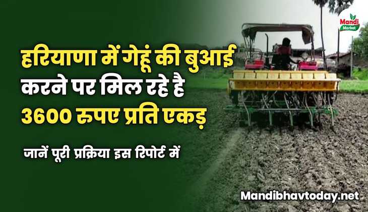 हरियाणा सरकार गेहूं की बुआई करने पर दे रही है 3600 रुपए प्रति एकड़ अनुदान। जानें पूरी प्रक्रिया इस रिपोर्ट में