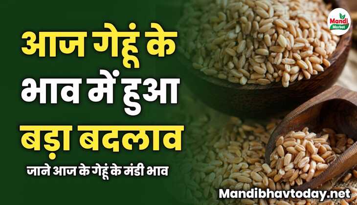 गेहूं की कीमतों में हुआ बड़ा बदलाव | जाने आज के गेहूं के मंडी भाव 