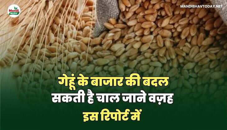 गेहूं के बाजार की बदल सकती है चाल जाने वज़ह 