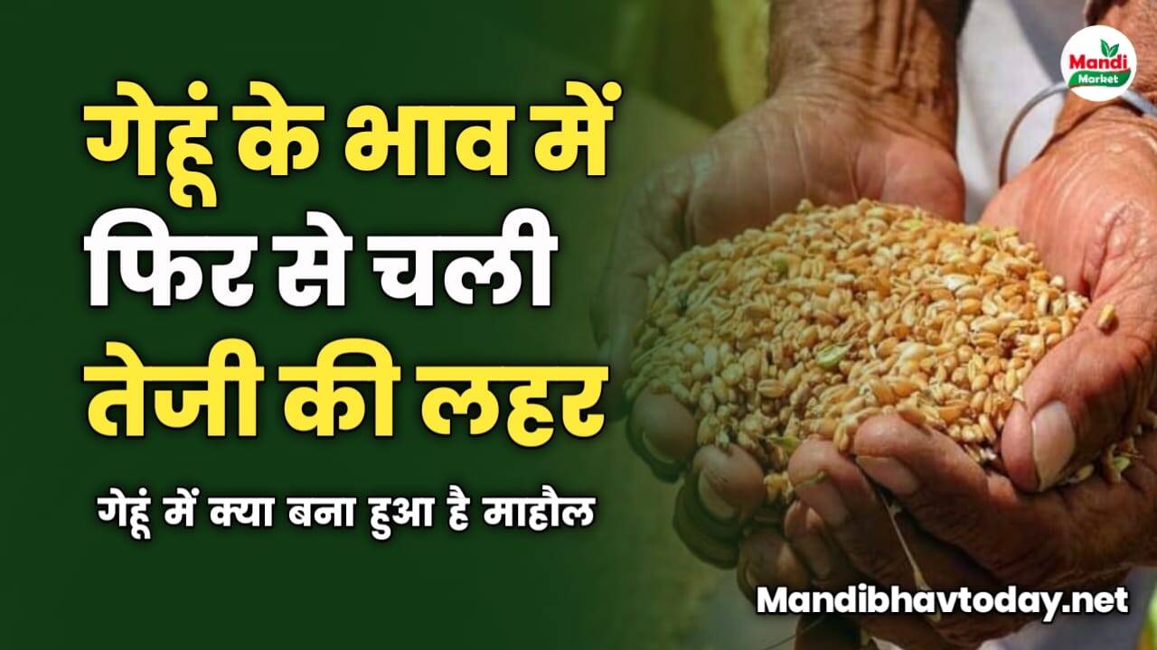 गेहूं के भाव में फिर से चली तेजी की लहर | गेहूं में क्या बना हुआ है माहौल
