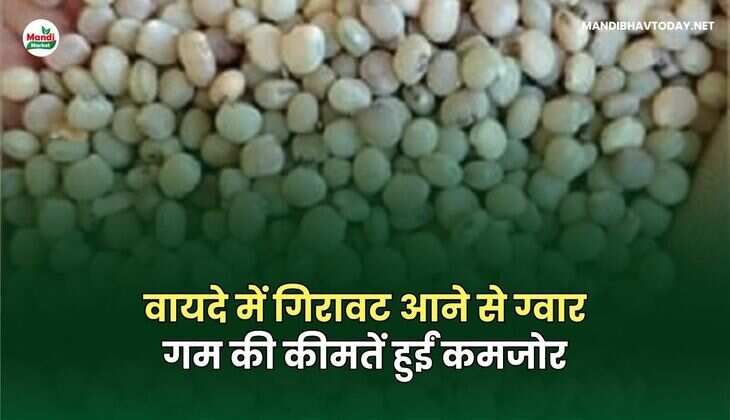 वायदे में गिरावट आने से ग्वार गम की कीमतें हुईं कमजोर