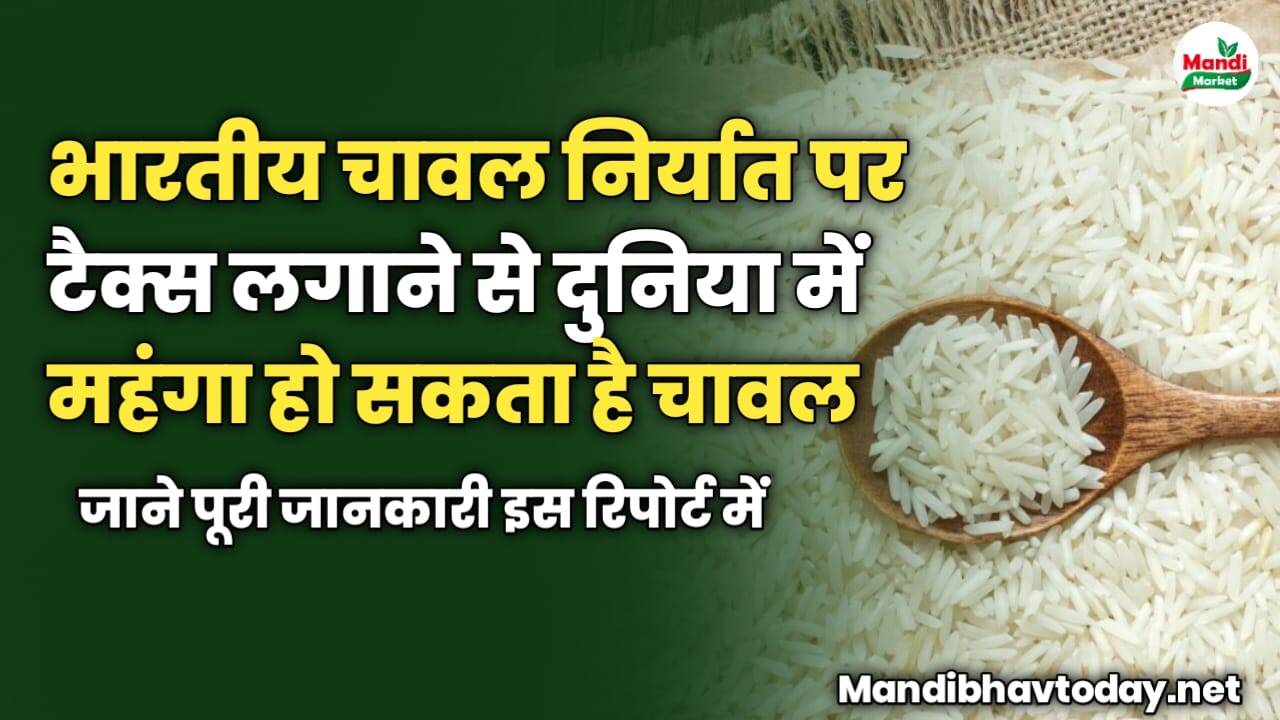 भारतीय चावल निर्यात पर टैक्स लगाने से दुनिया में महंगा हो सकता है चावल | जाने पूरी जानकारी इस रिपोर्ट में