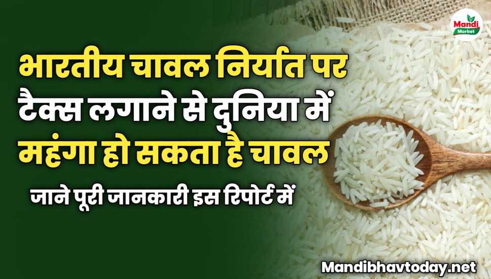 भारतीय चावल निर्यात पर टैक्स लगाने से दुनिया में महंगा हो सकता है चावल | जाने पूरी जानकारी इस रिपोर्ट में 